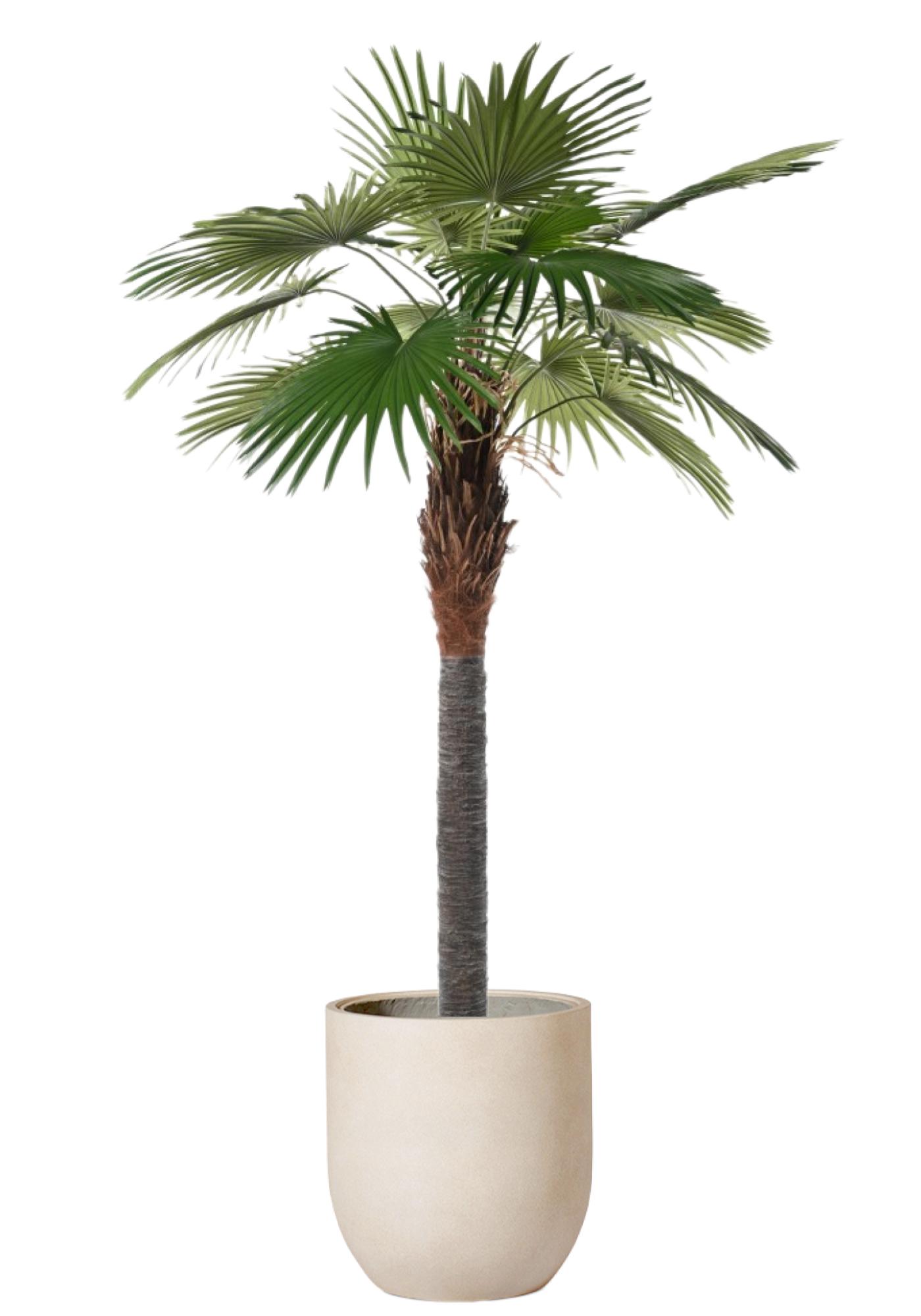 Palm Camerus