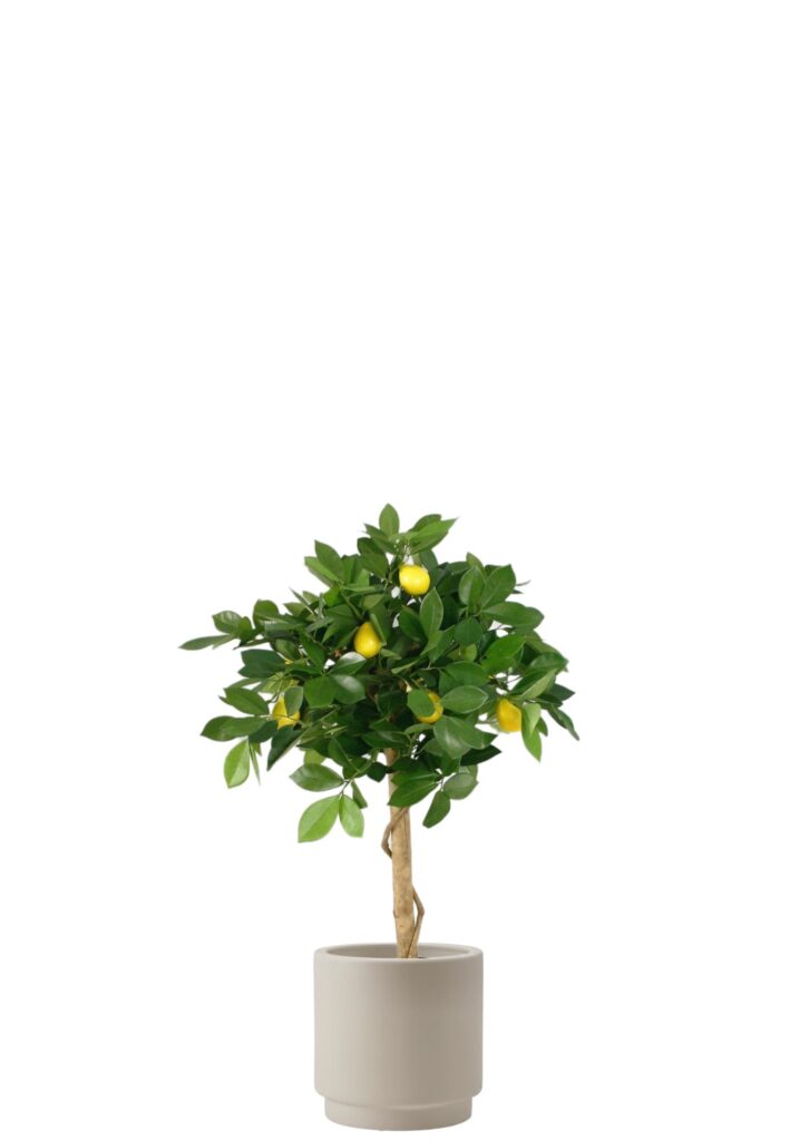 Citronträd