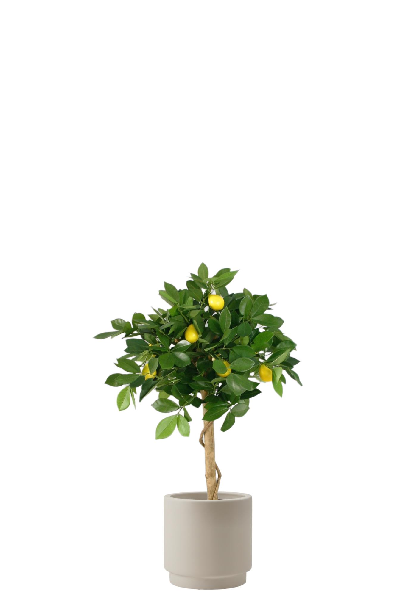 Citronträd