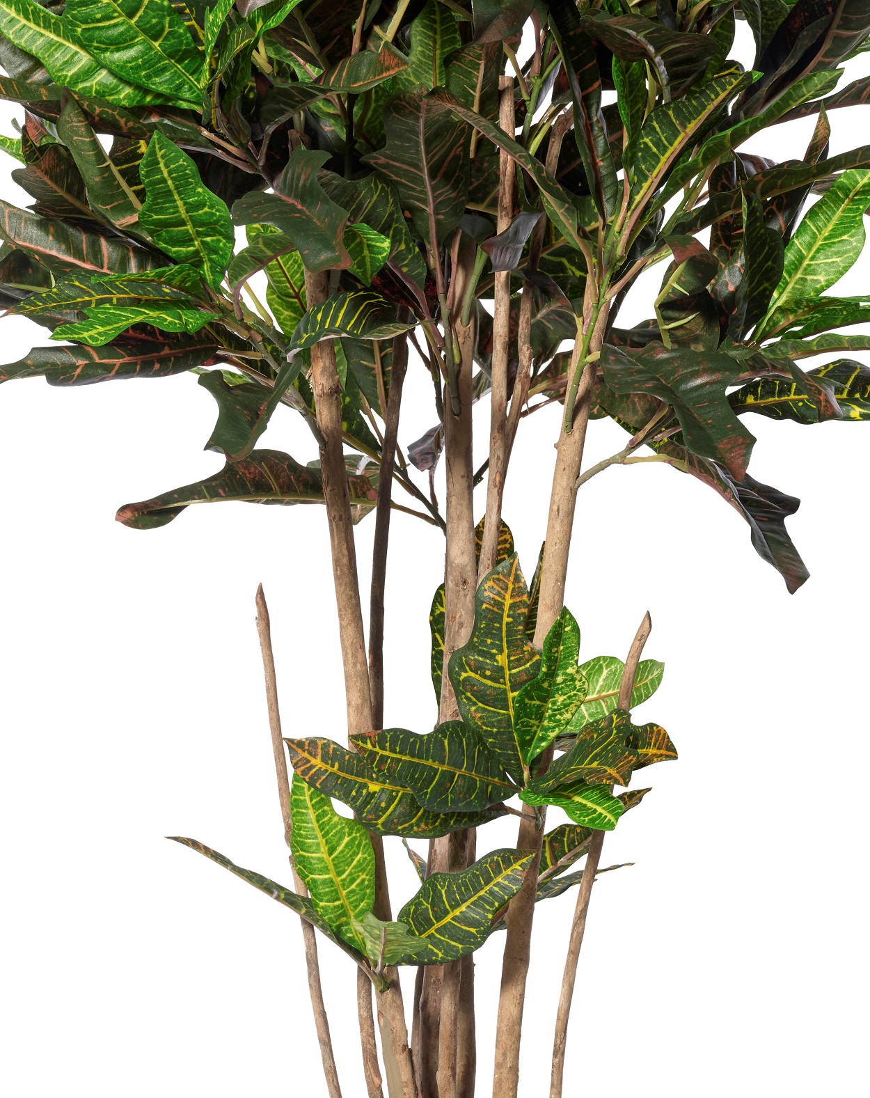 Croton Petra