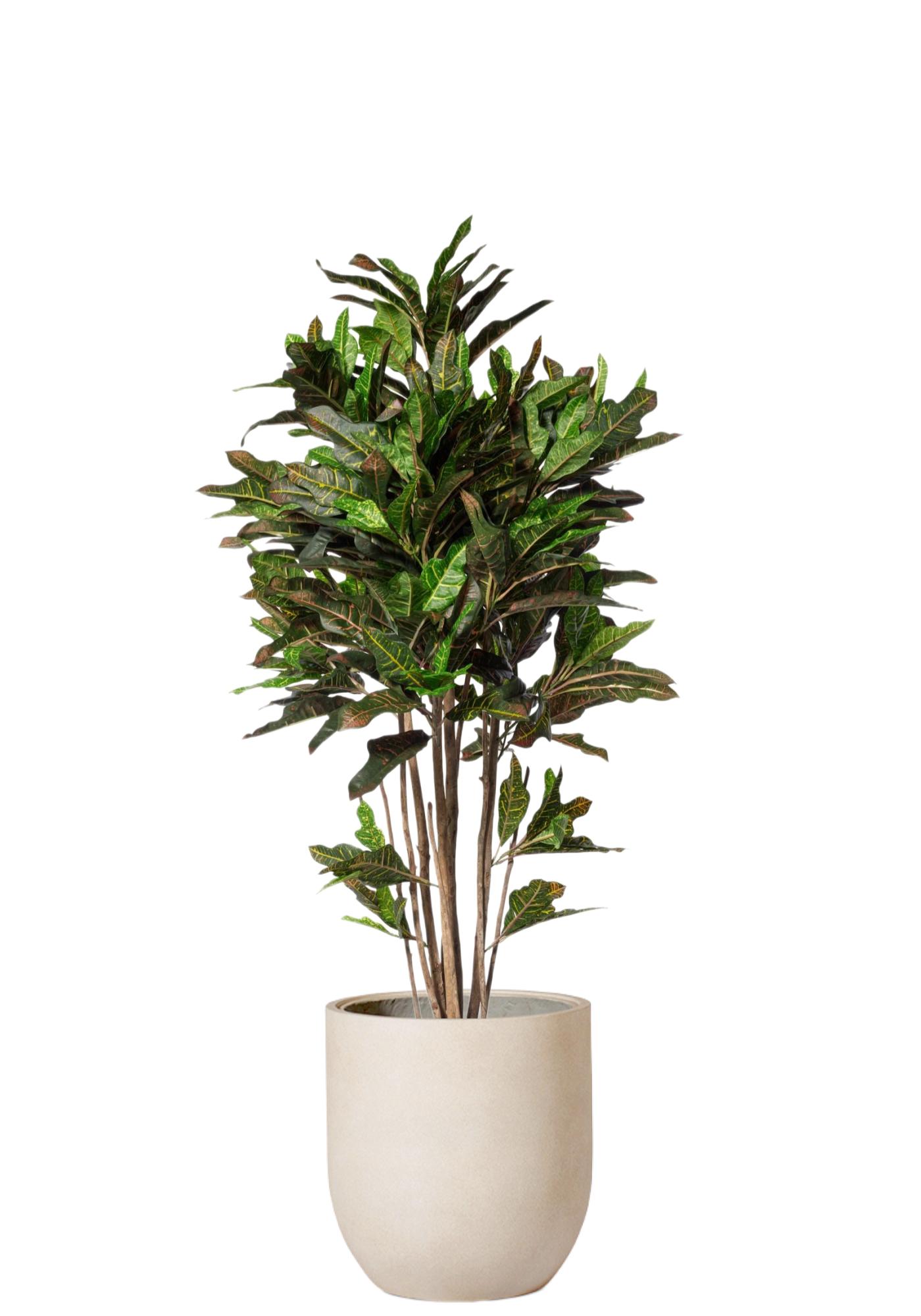 Croton Petra
