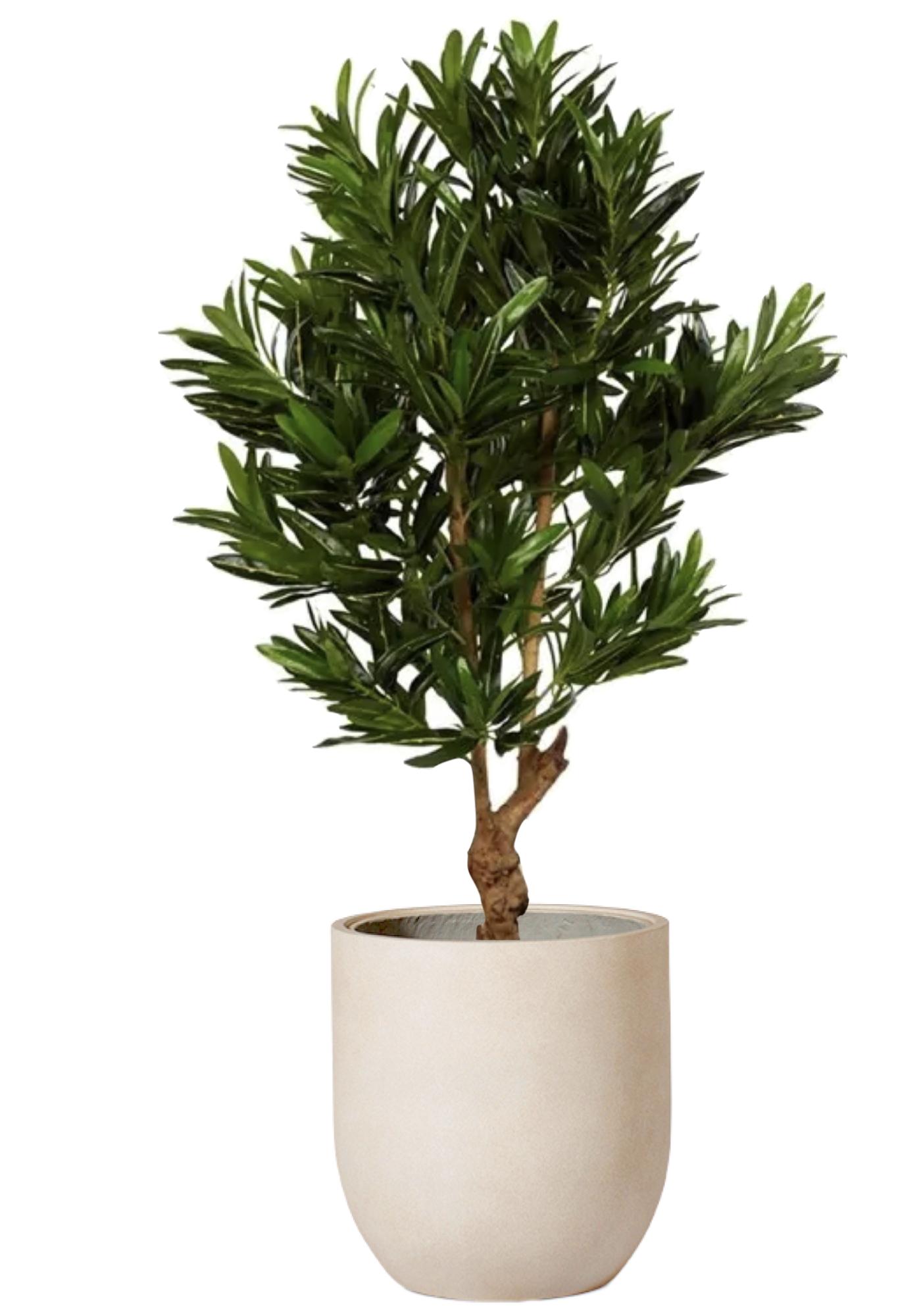 Croton