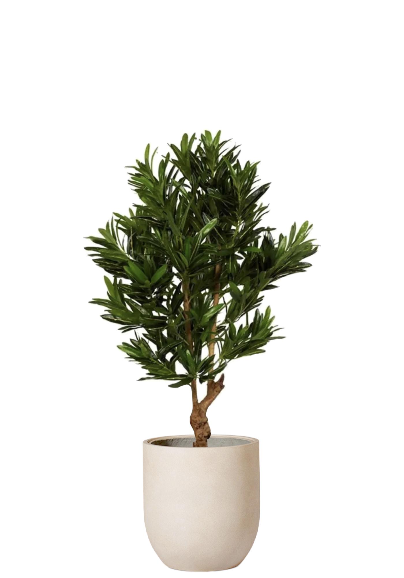 Croton