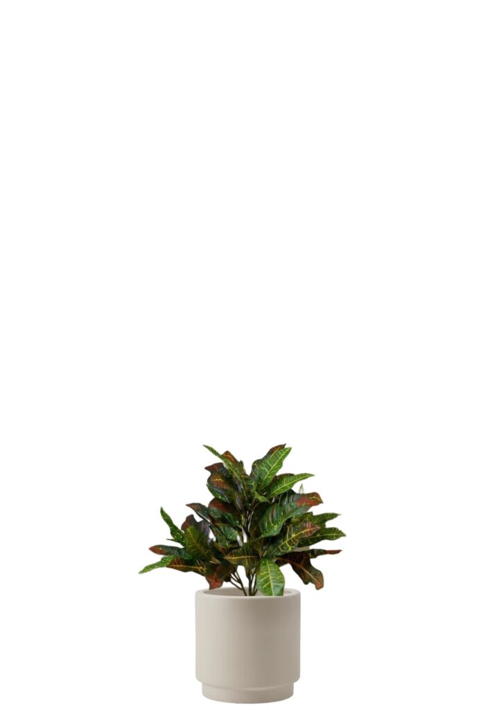 Croton Petra