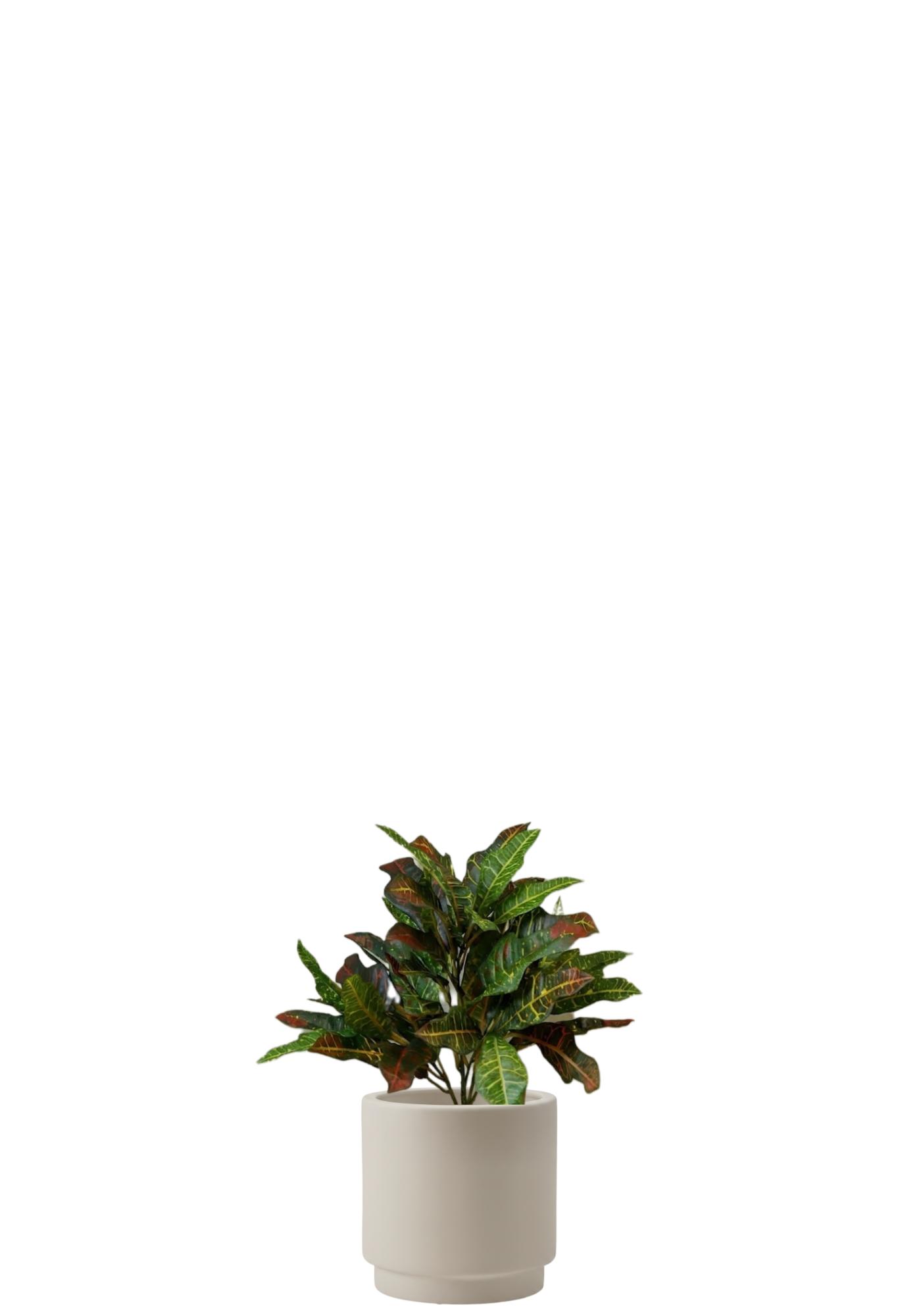Croton Petra