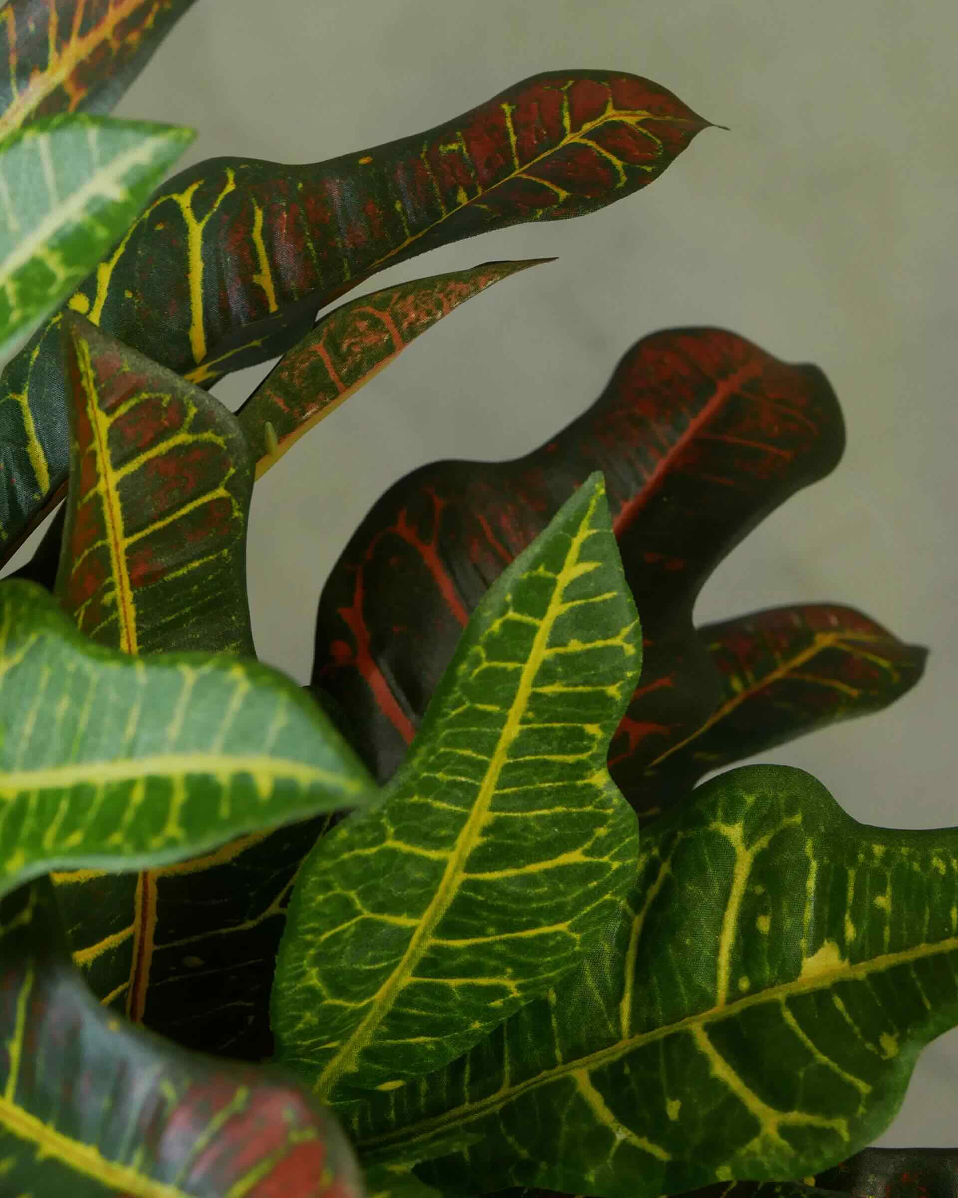 Croton Petra