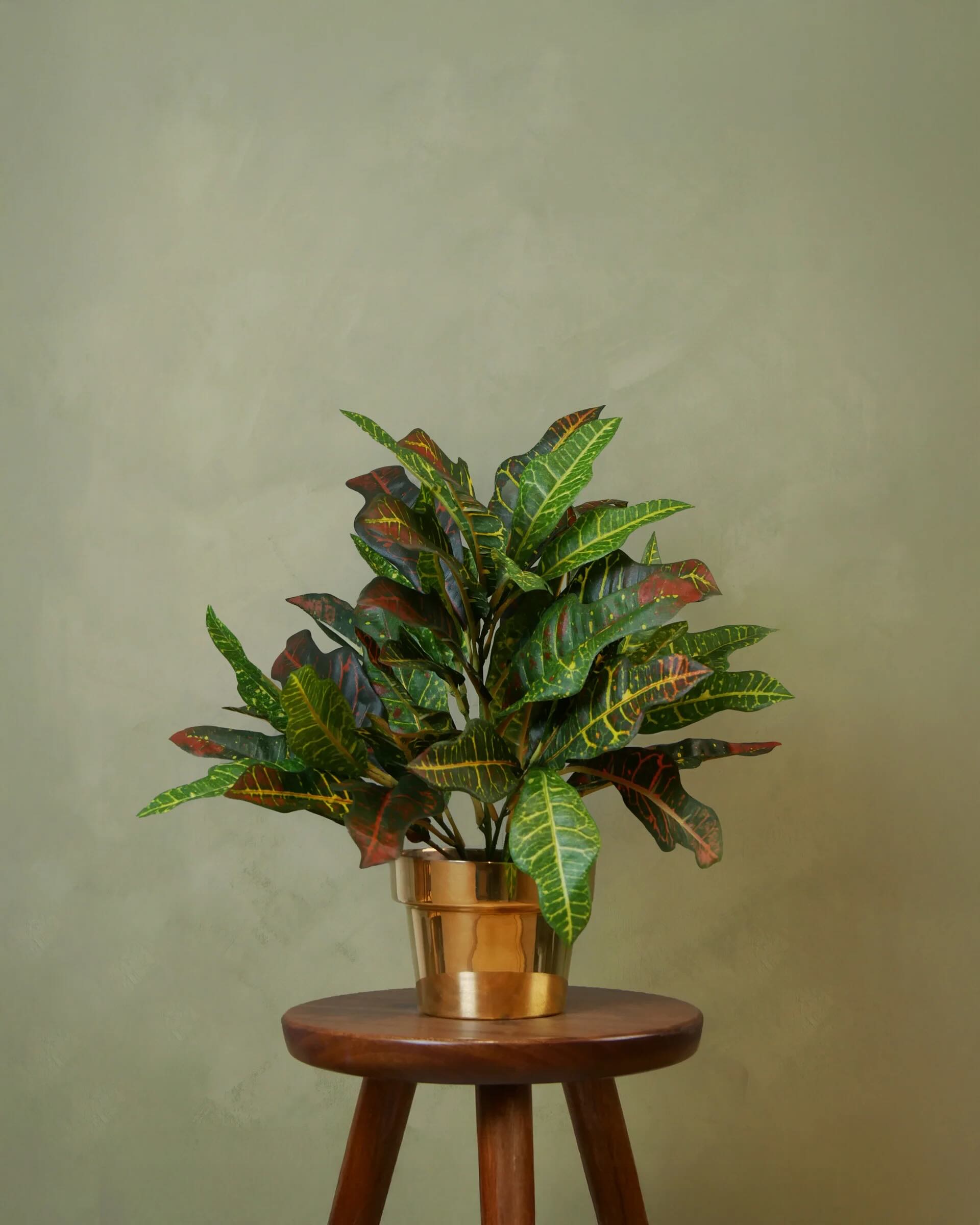 Croton Petra
