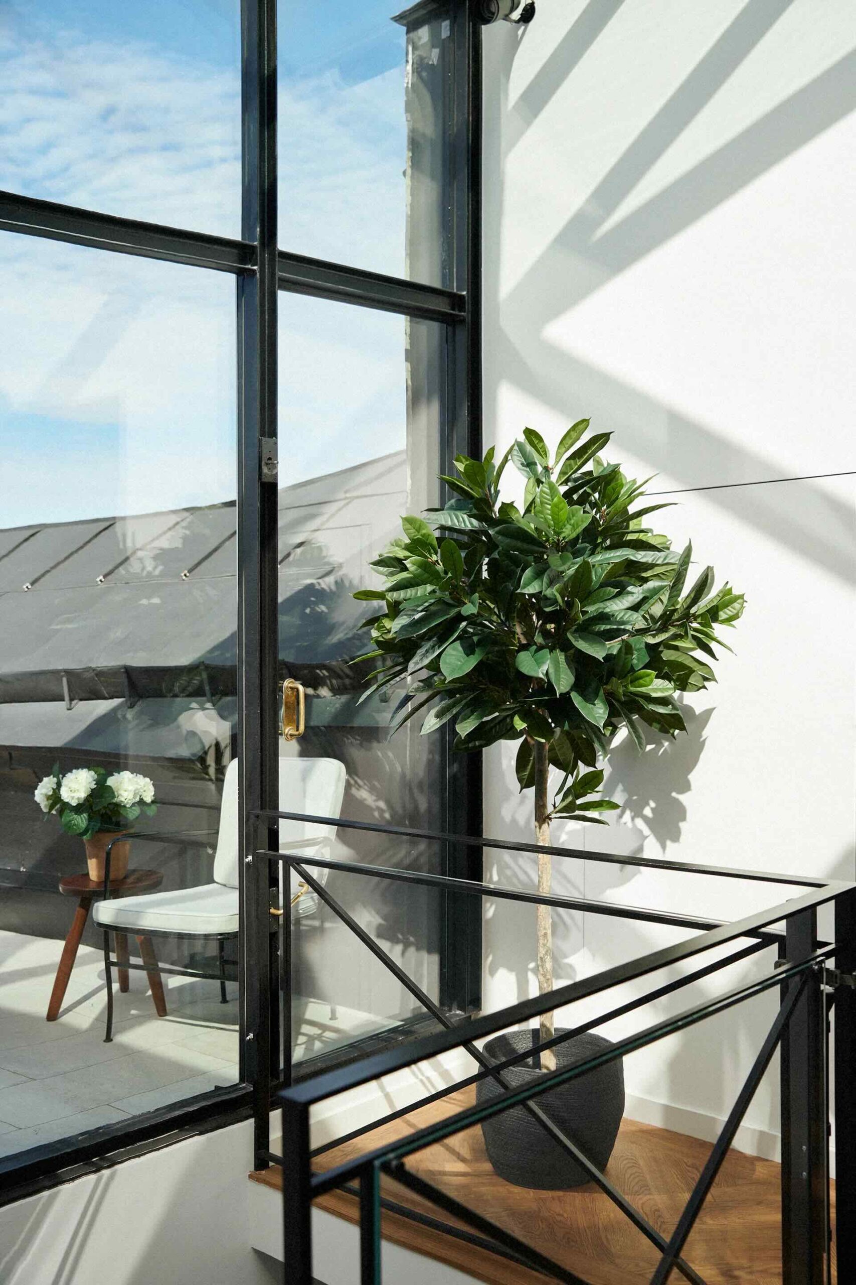 Cyathistipula Toppboll