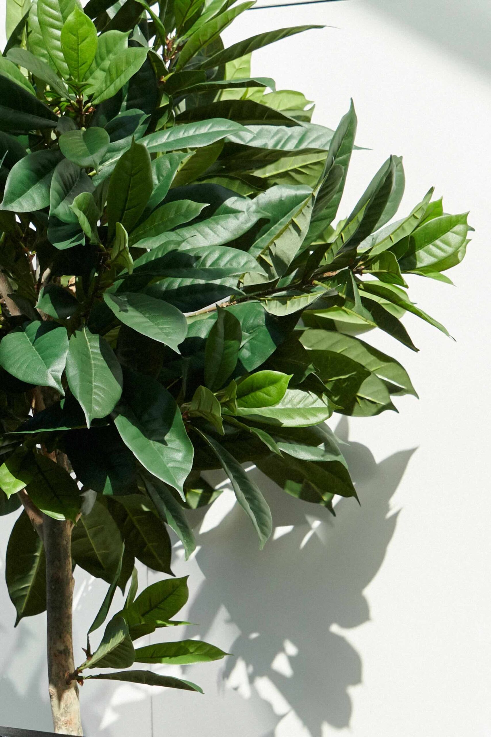 Cyathistipula Toppboll