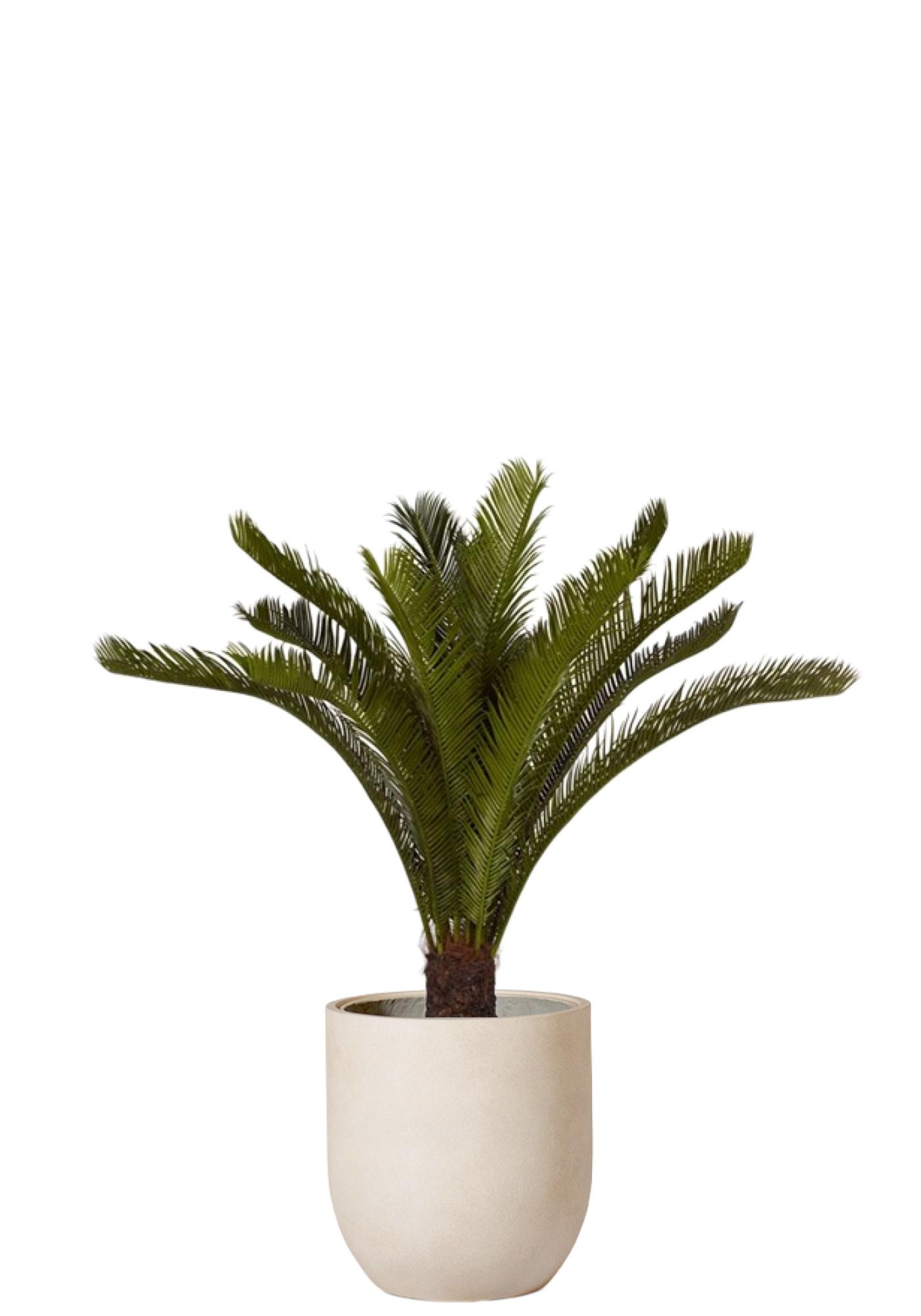 Palm Cycas