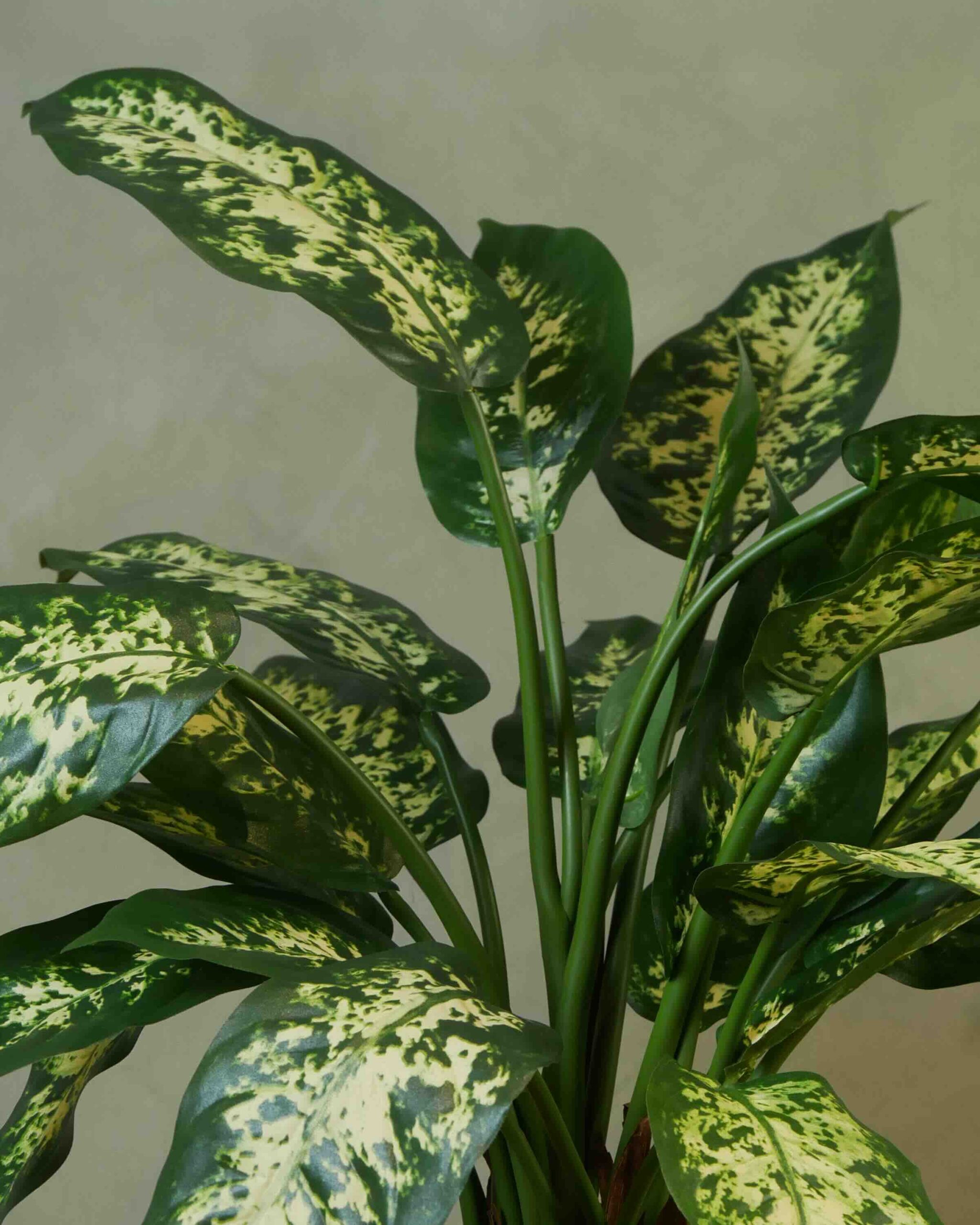 Dieffenbachia