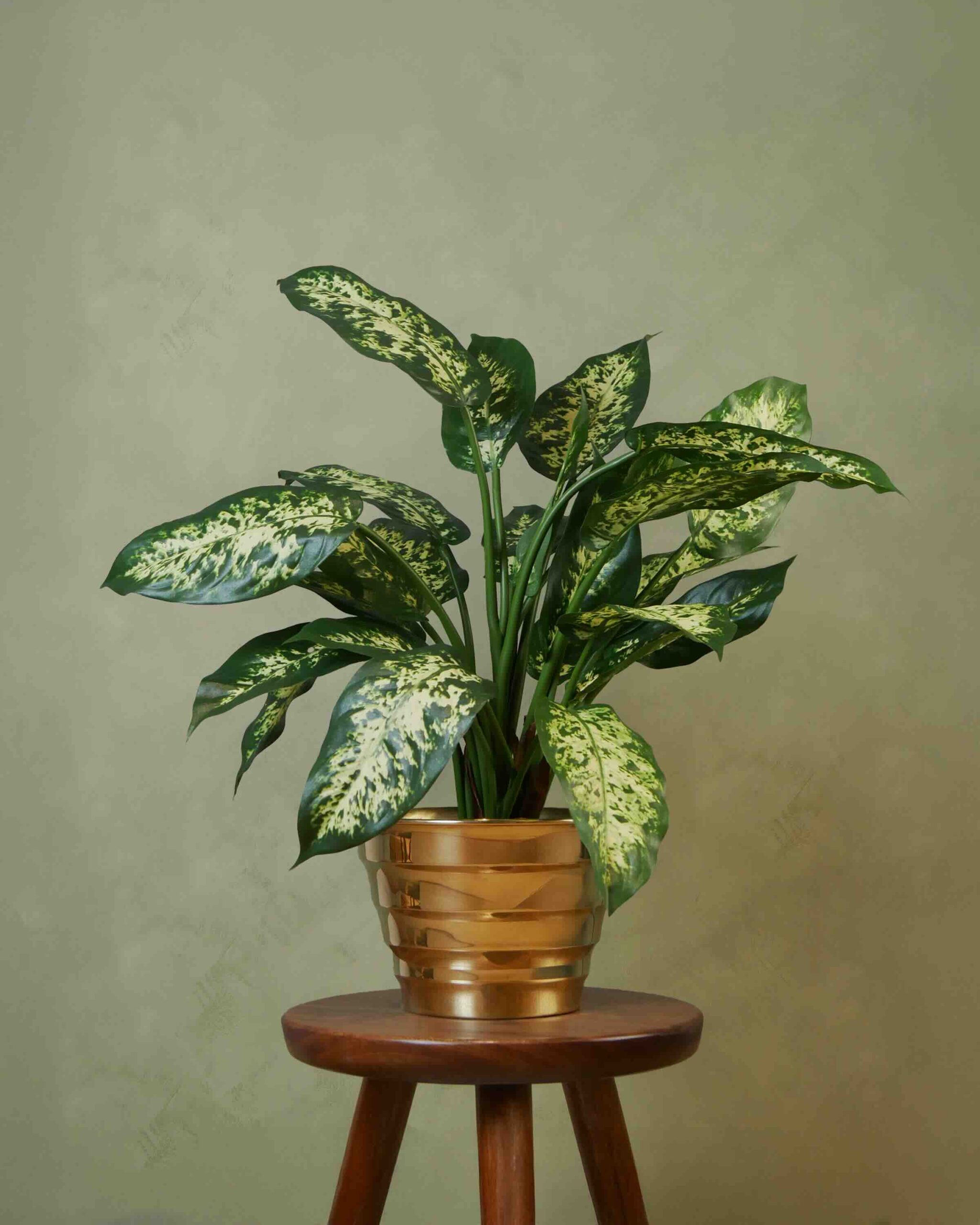 Dieffenbachia