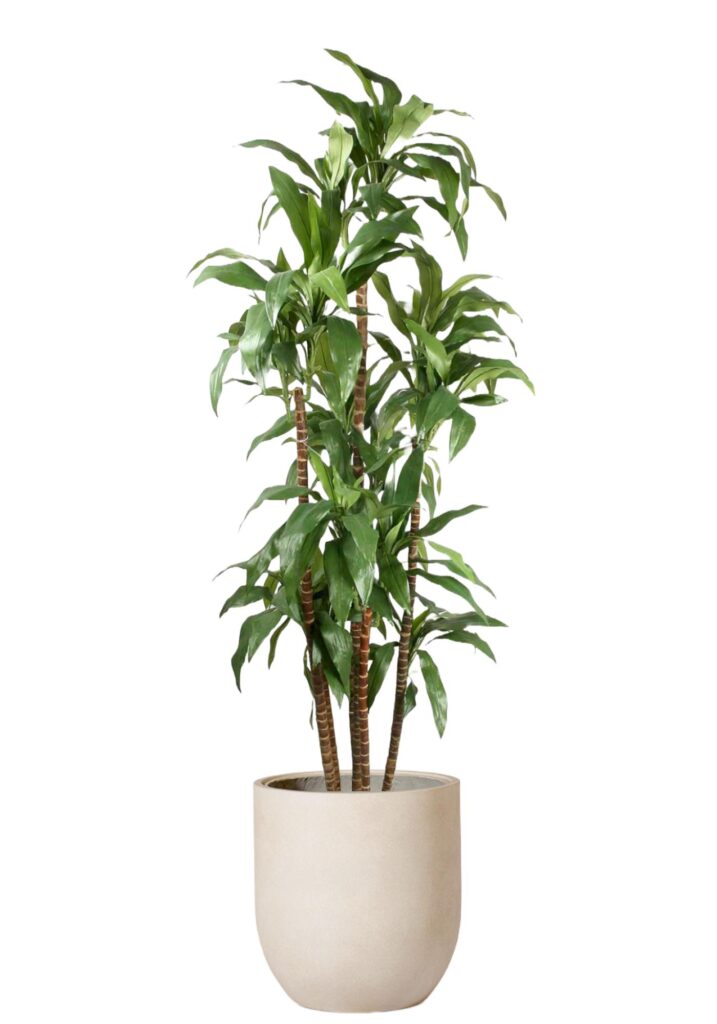 Dracaena Grön