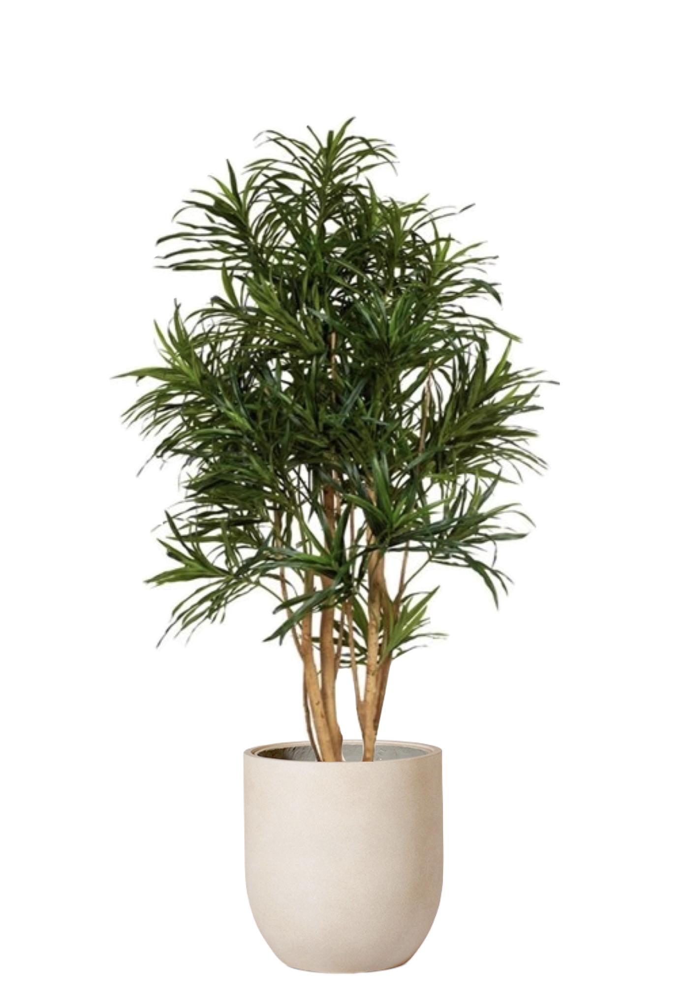Dracaena Anita