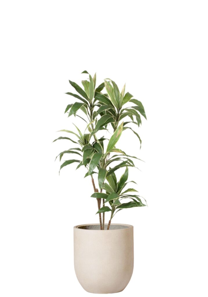 Dracaena Cordyline