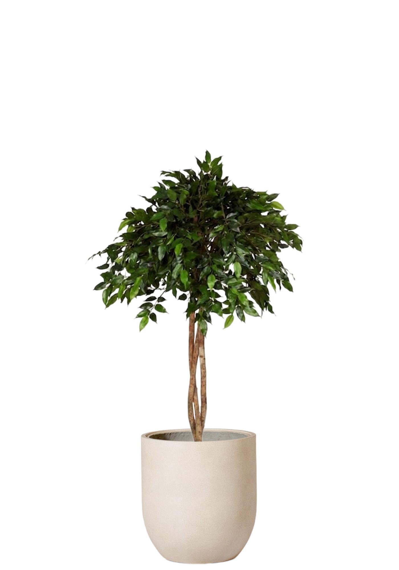 Fikus Natasja Toppboll