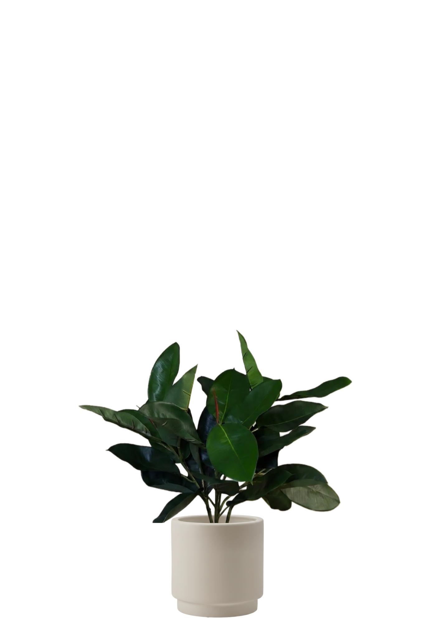 Fikus Robusta