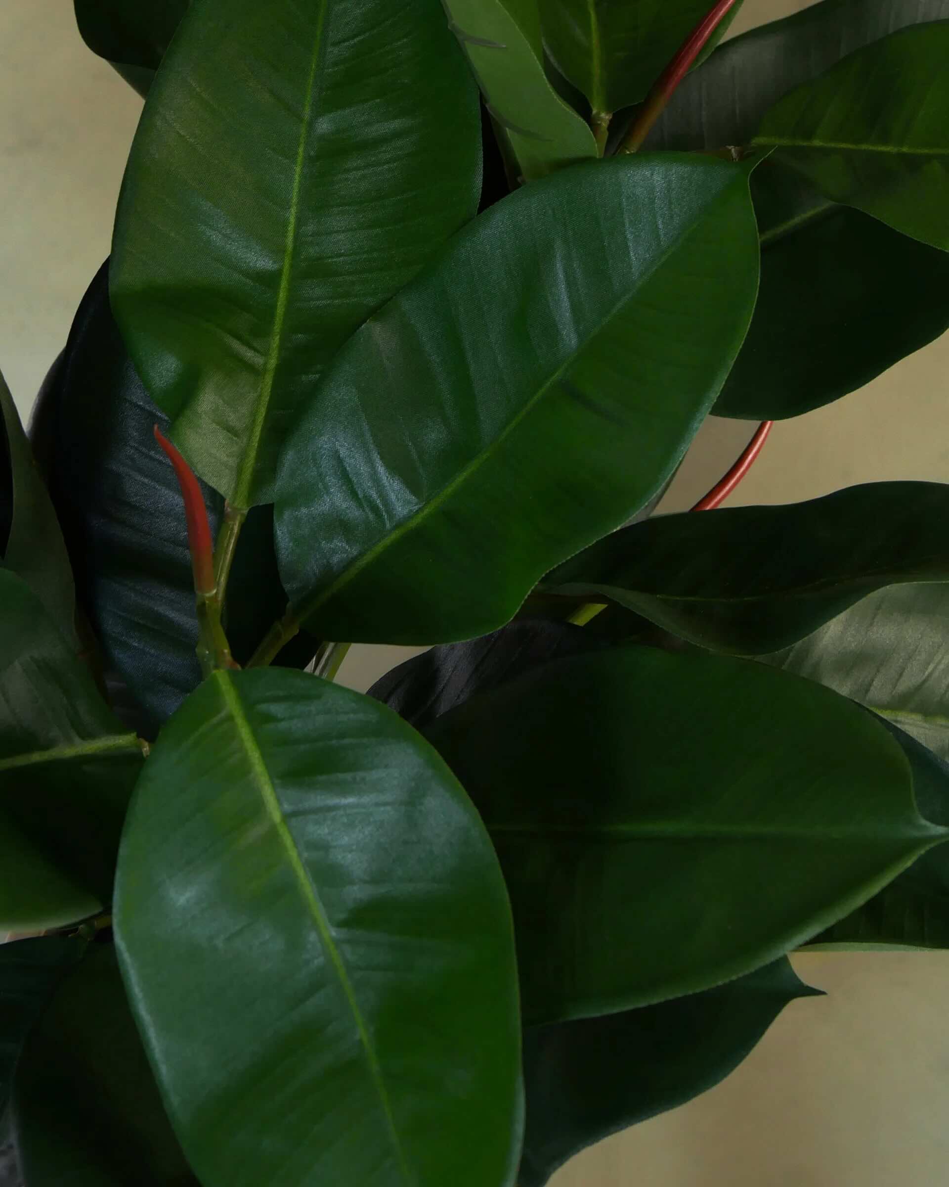 Fikus Robusta