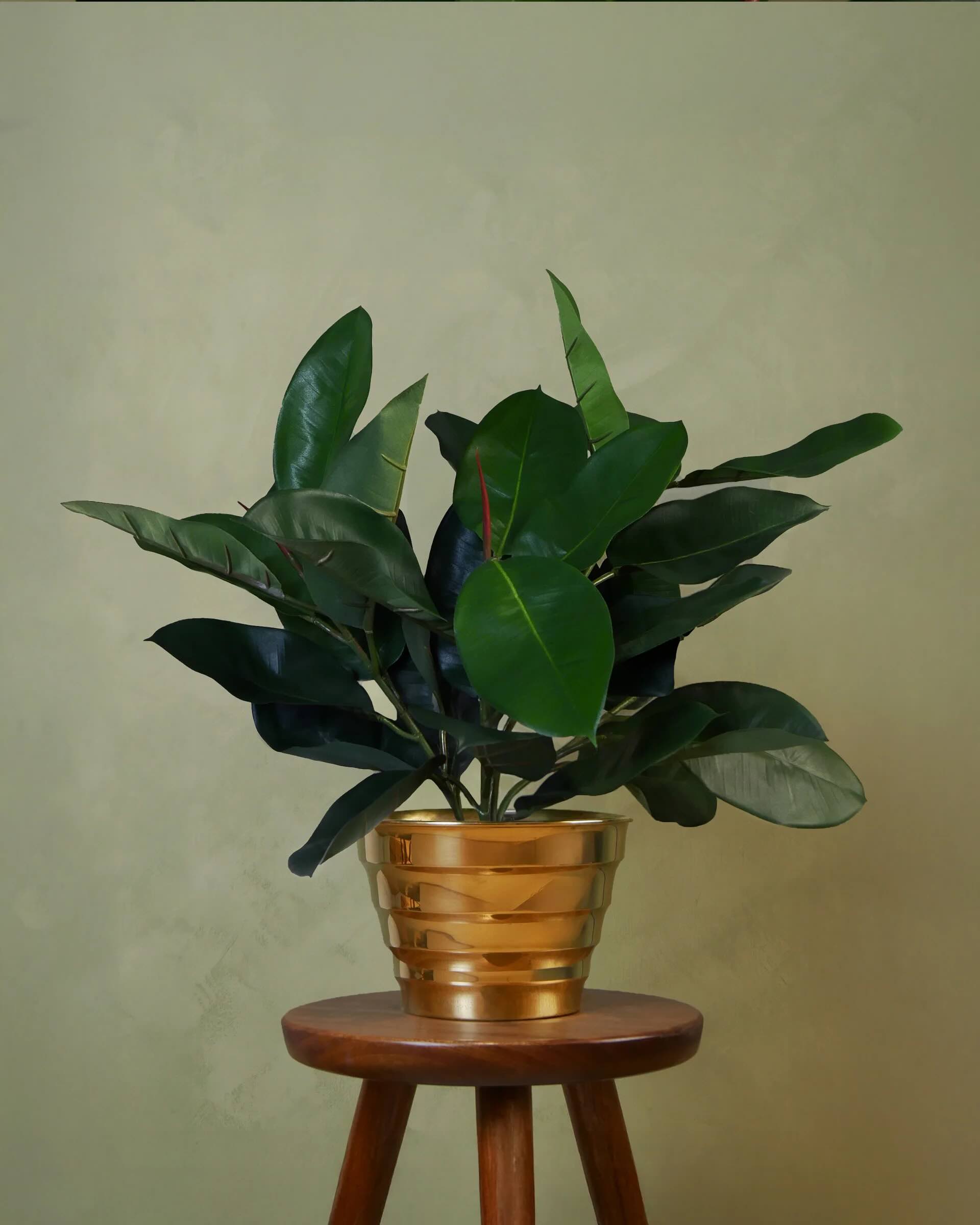 Fikus Robusta