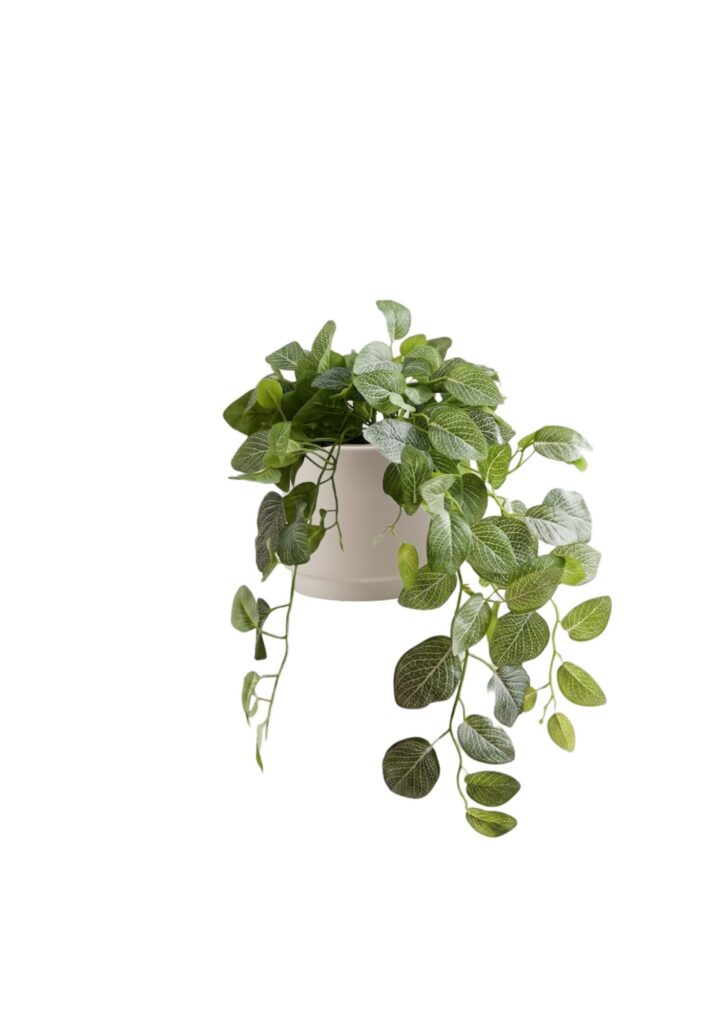 Fittonia