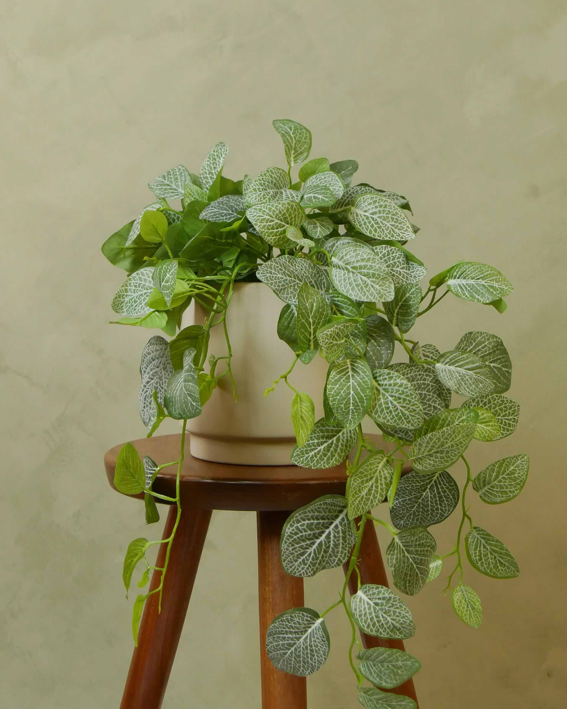 Fittonia