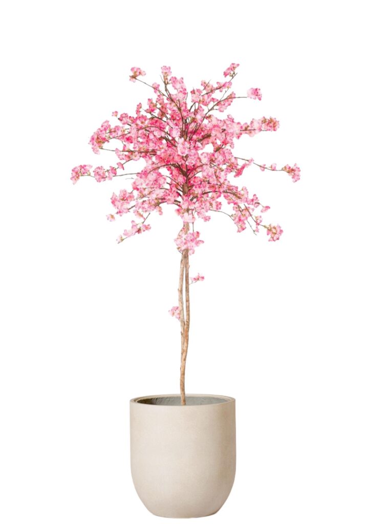 Körsbärsträd Toppboll