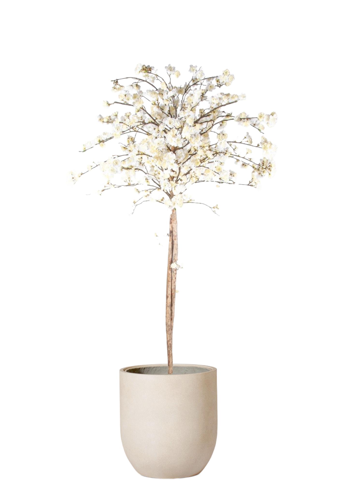 Körsbärsträd Toppboll