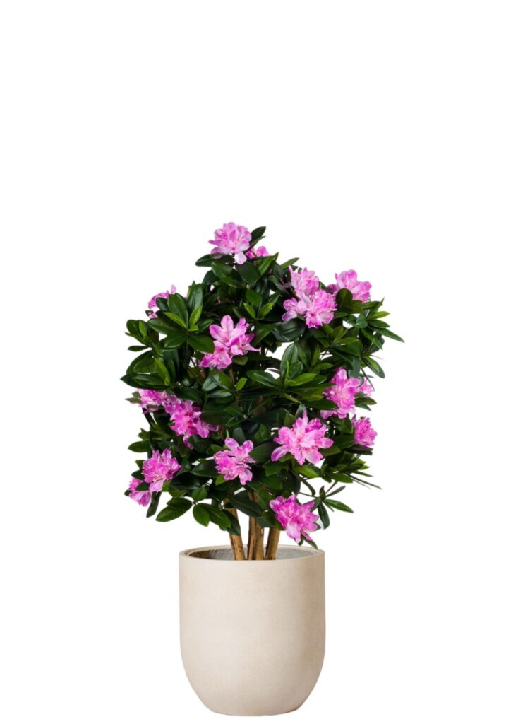 Rhododendron Buske