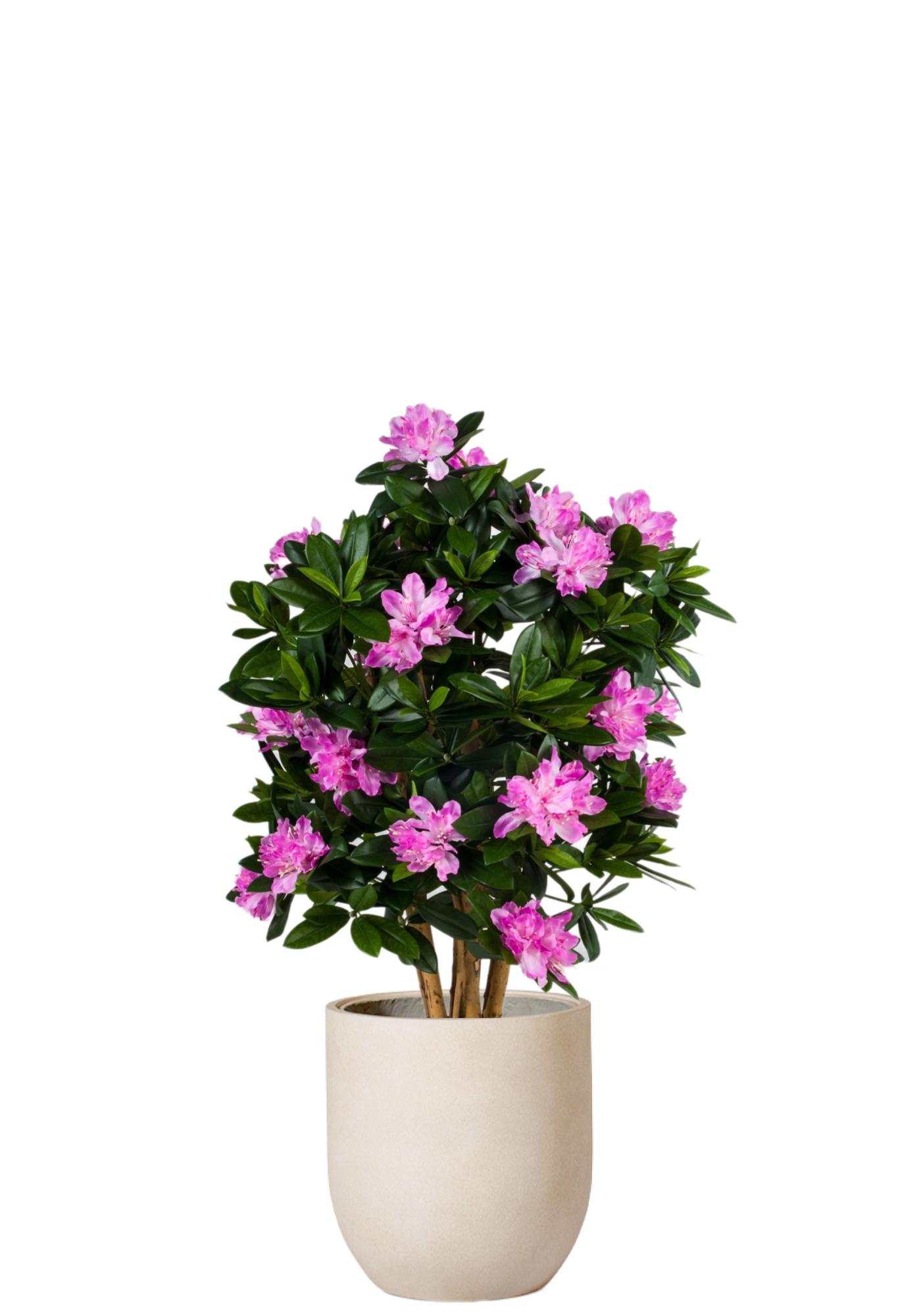 Rhododendron Buske