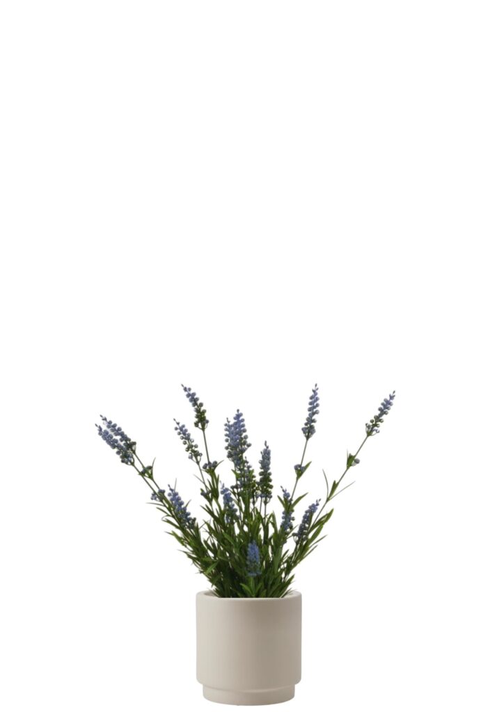 Lavendel
