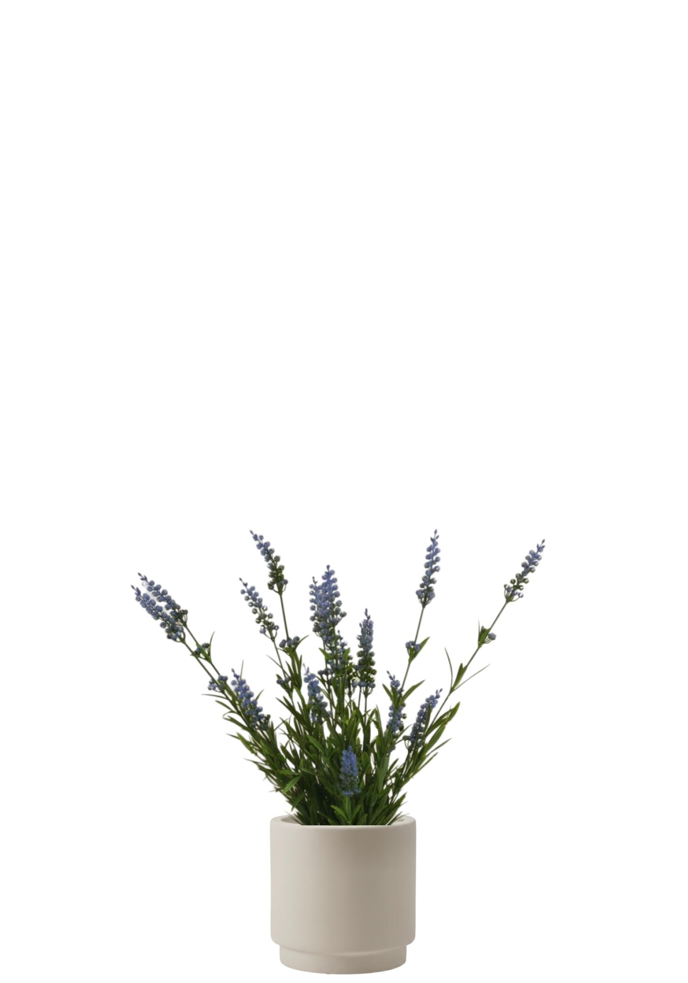 Lavendel