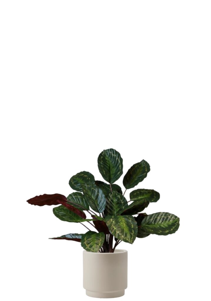 Calathea Roseopicta