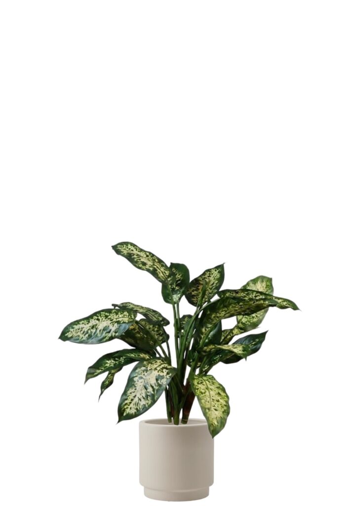 Dieffenbachia