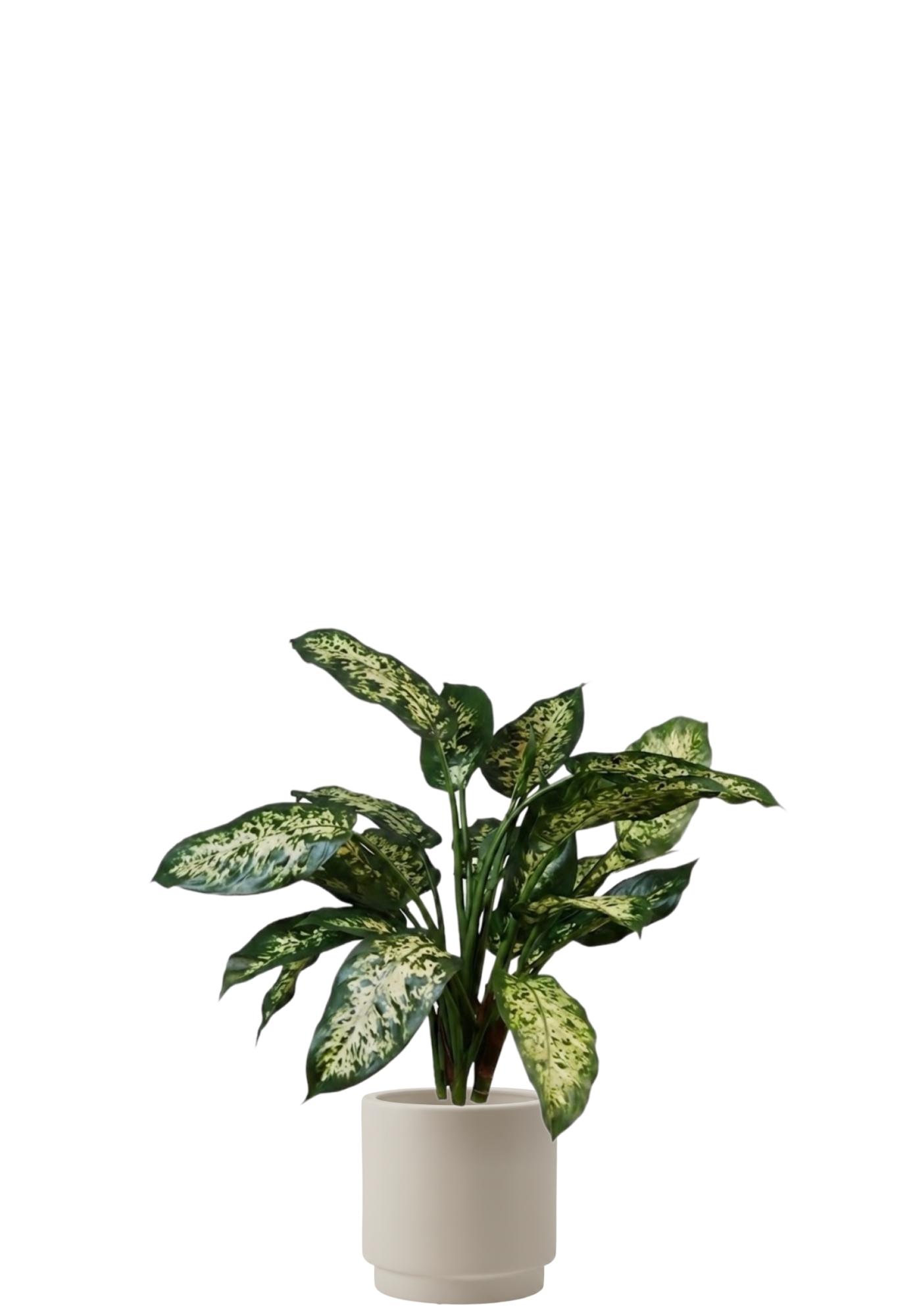 Dieffenbachia