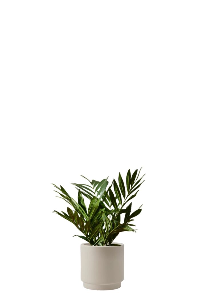 Parlour Palm