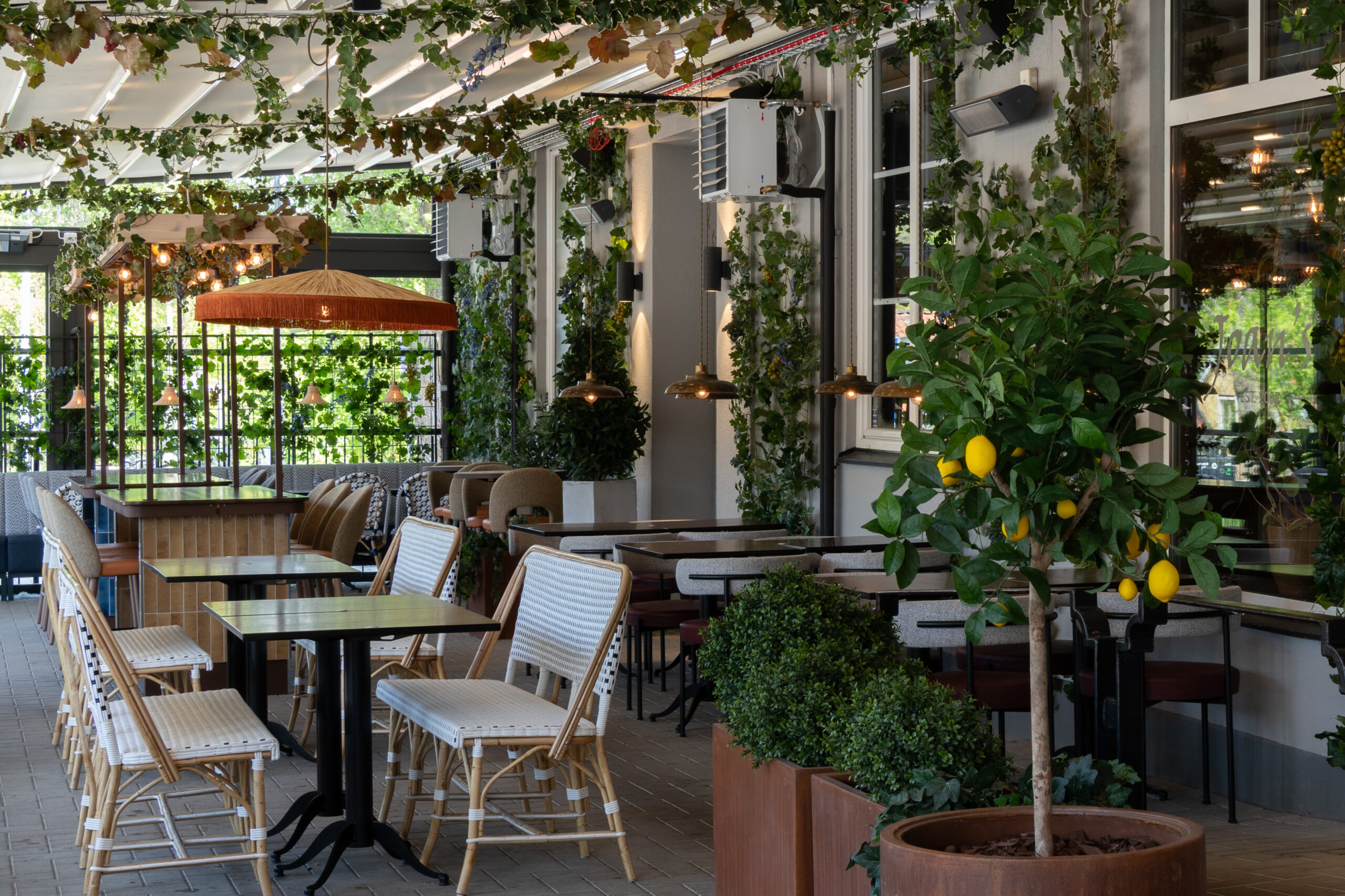 Citronträd Toppboll