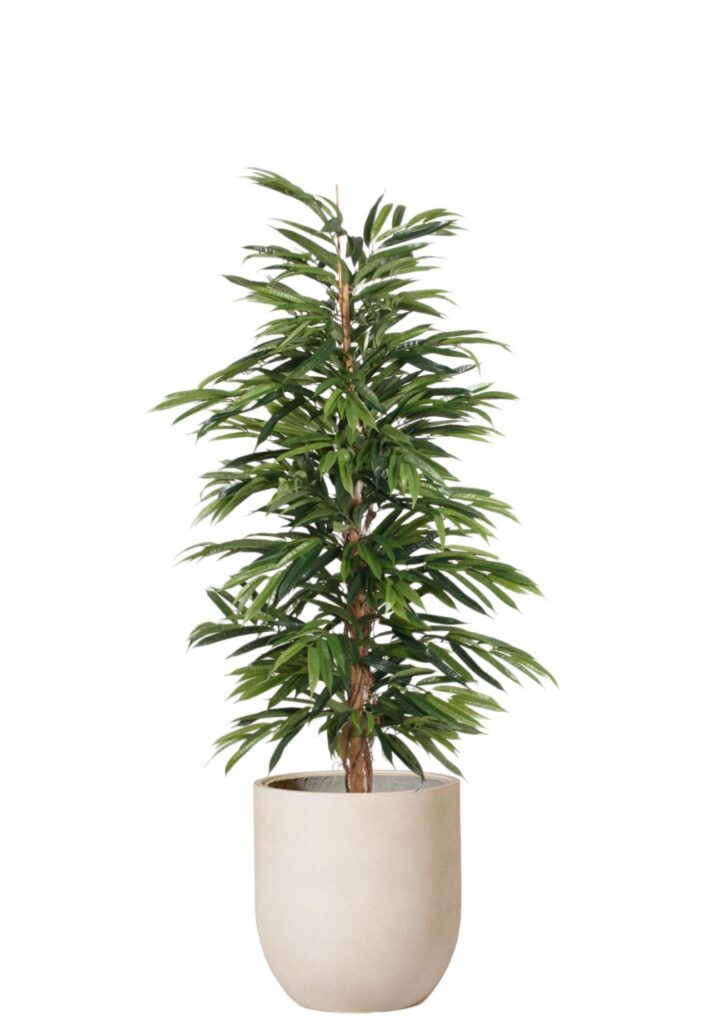Longifolia