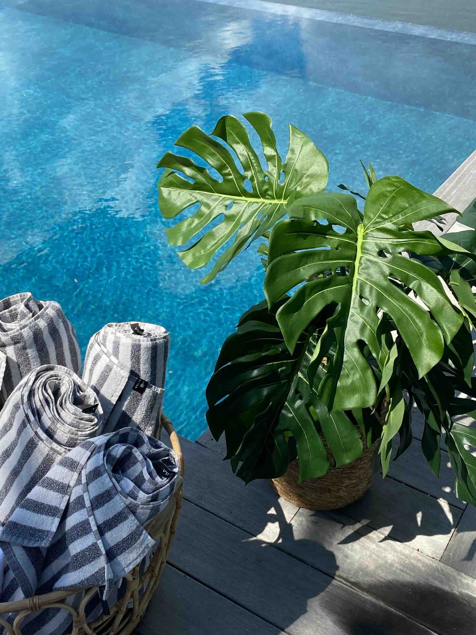 Monstera