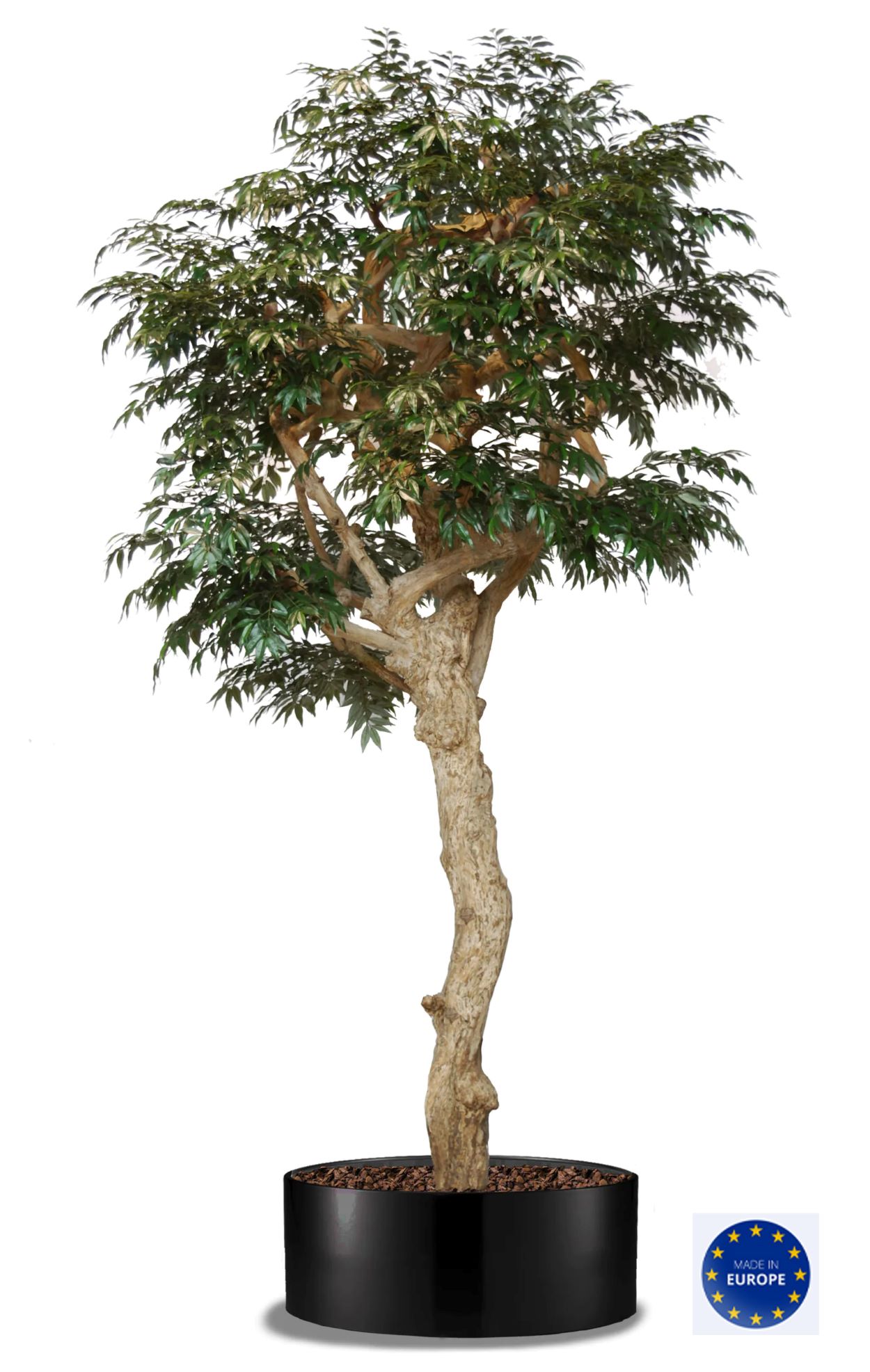 Stor Myrsifolia