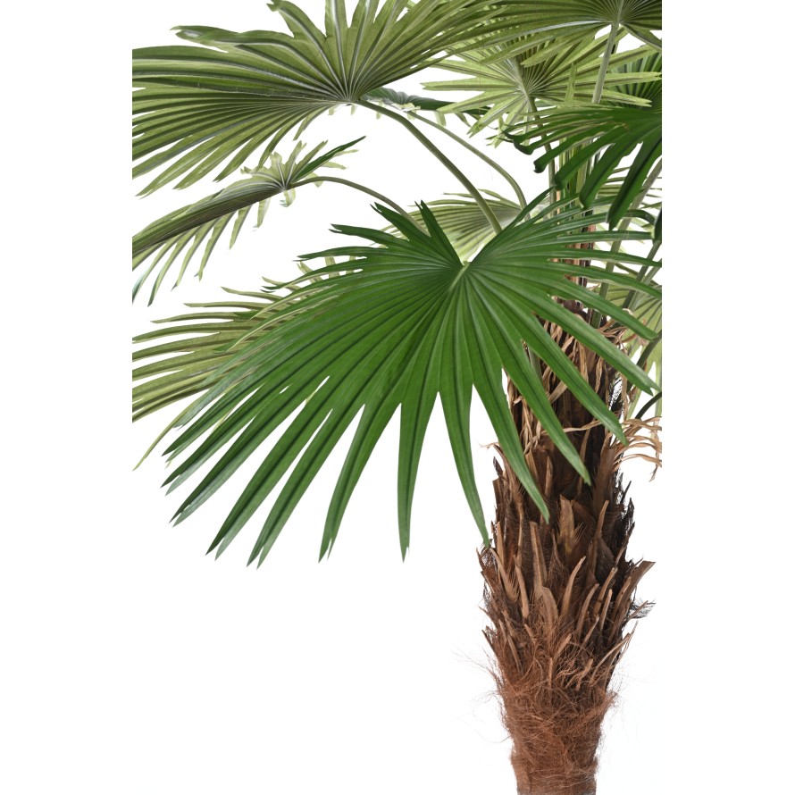 Palm Camerus