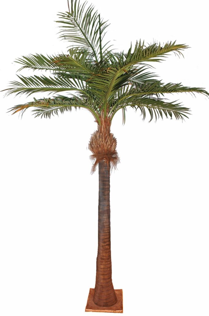 Stora Palmträd