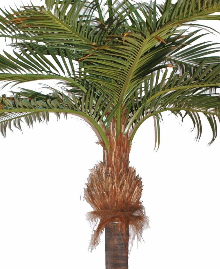 Stora Palmträd
