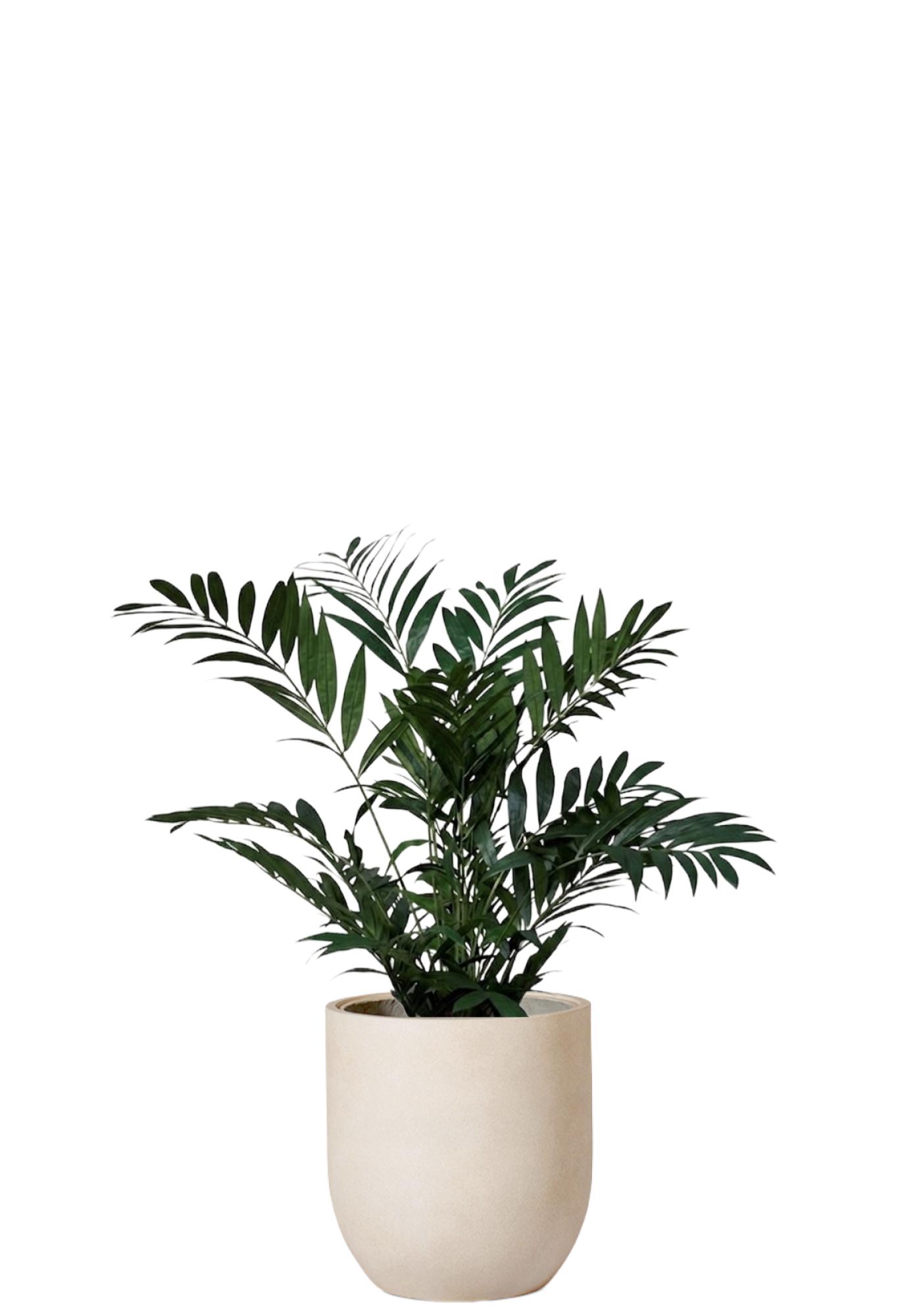 Palm Parlour