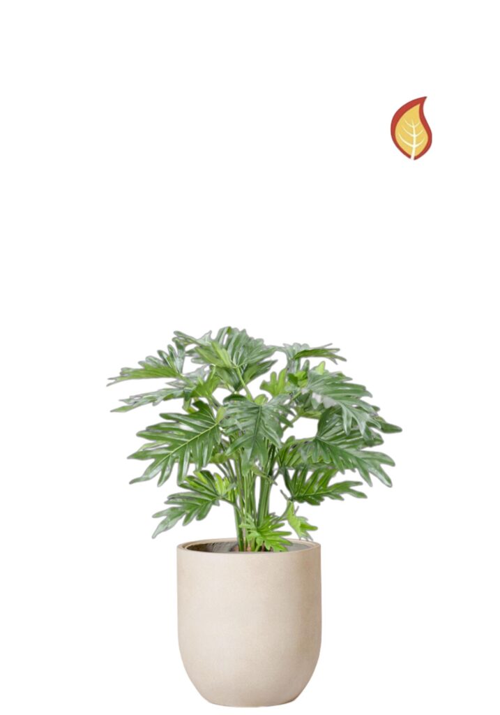 Philodendron Selloum (FR)