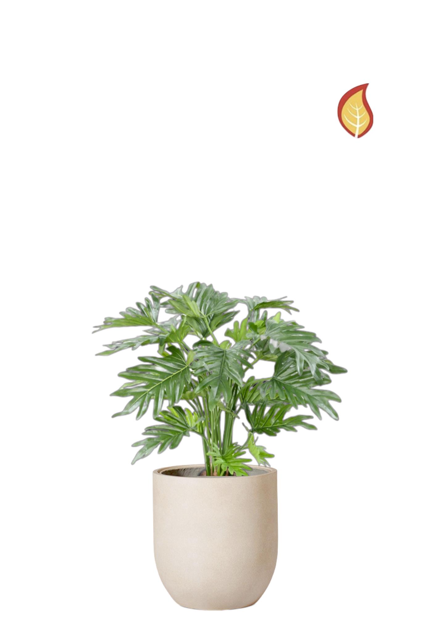 Philodendron Selloum (FR)