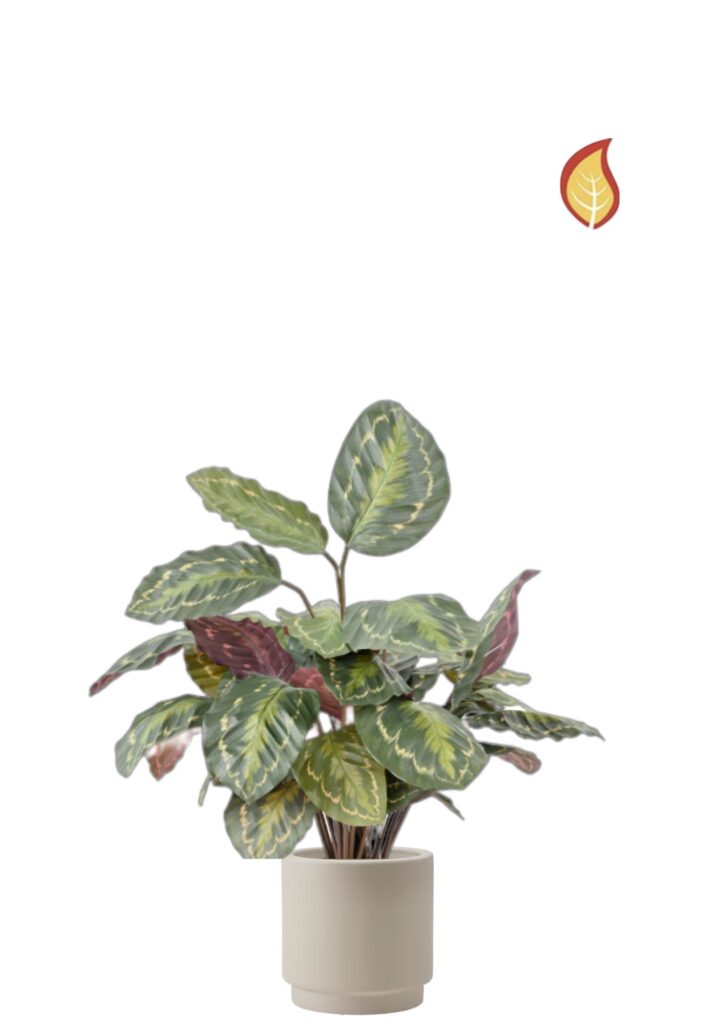 Fikus Roseopicta (FR)