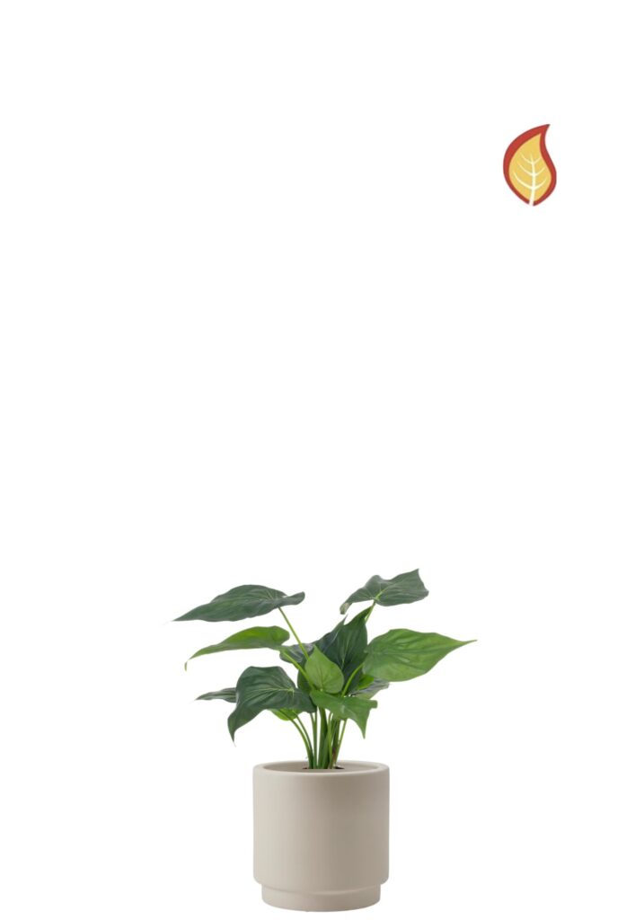 Alocasia Cucullata (FR)