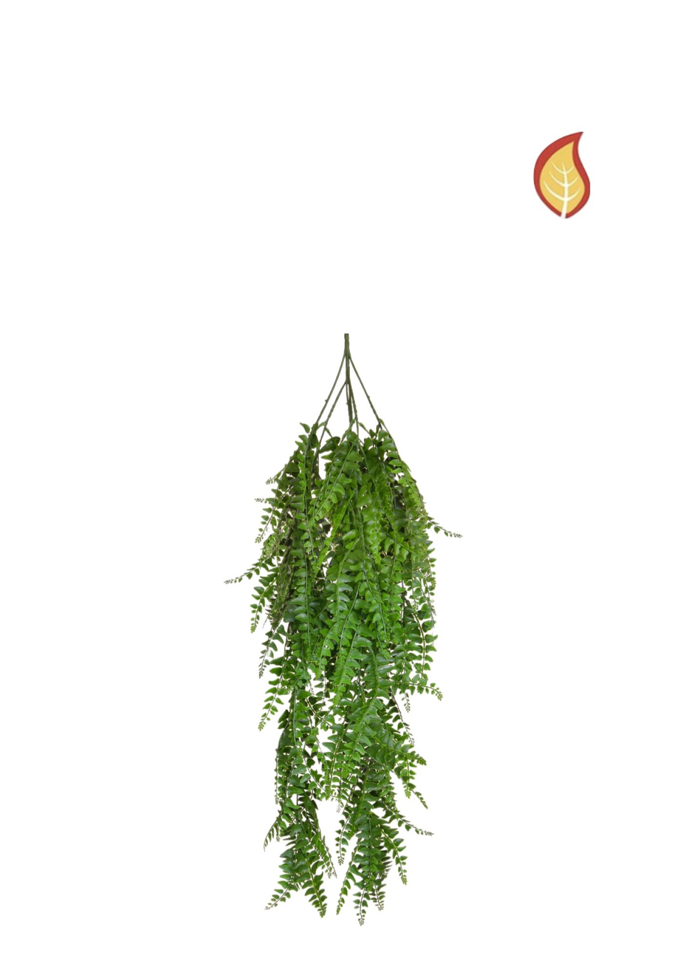 Ormbunke Hängande (FR)