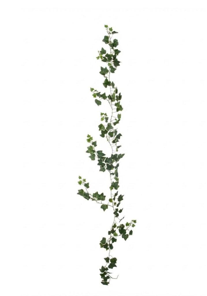 Murgröna Girlang Cream