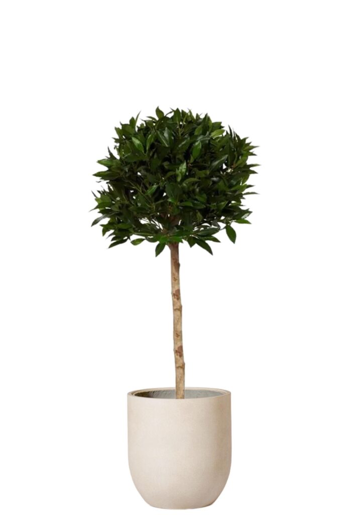 Lagerblad Toppboll